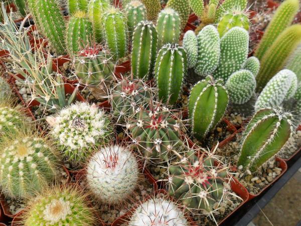 Kaktusi - mali bodljikavi prijatelji