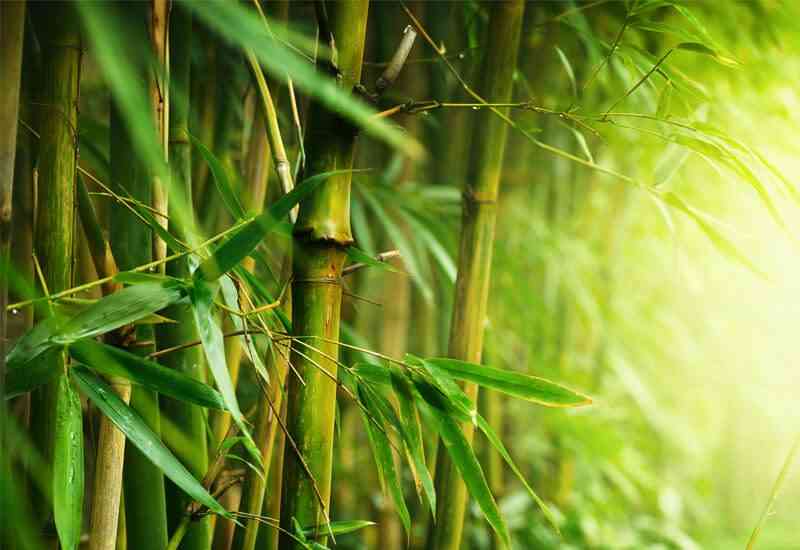 Idealna kombinacija bambusa i mikrovlakana za udobnost i toplotu u zimskim mesecima